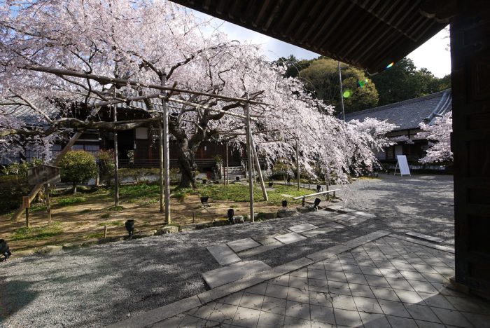 毘沙門堂の桜