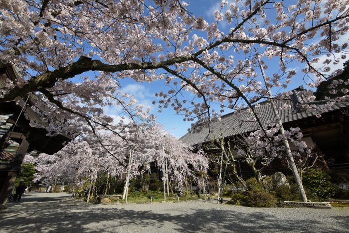 毘沙門堂の桜