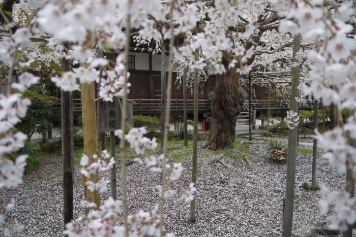 毘沙門堂の桜