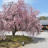 大覚寺の桜