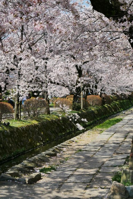 哲学の道の桜