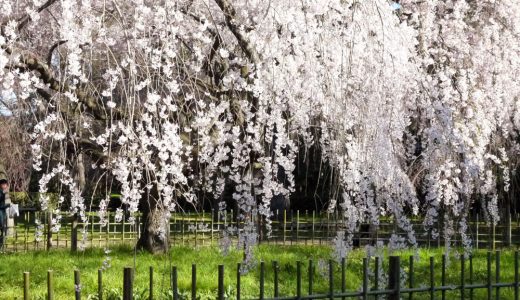 京都御苑の桜