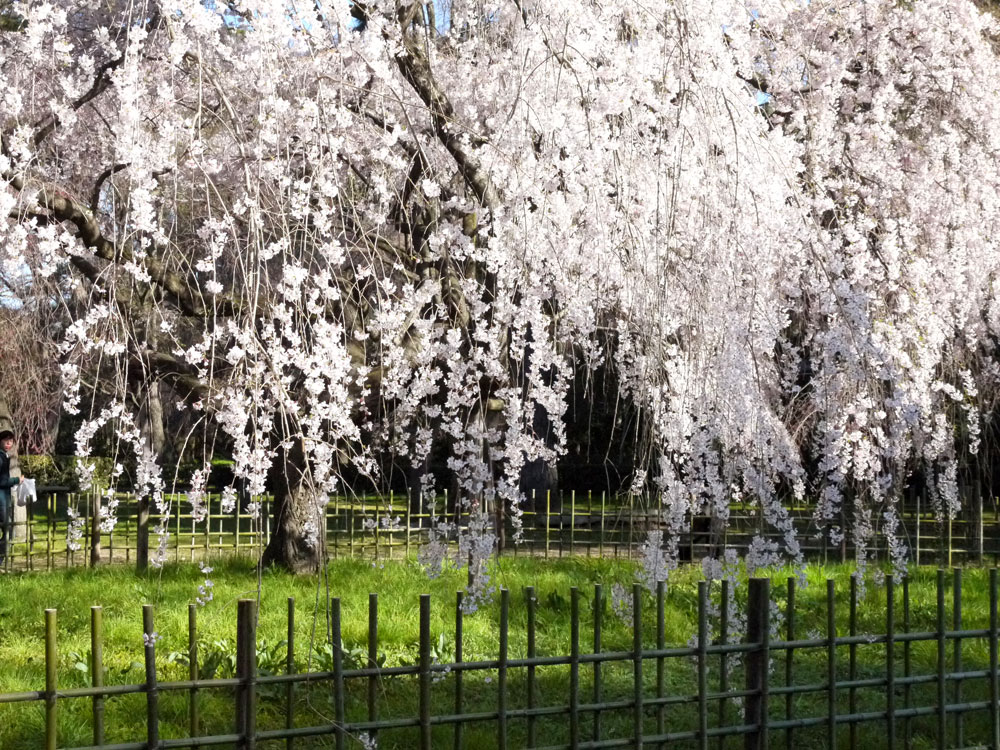 京都御苑の桜