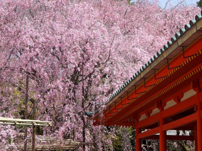 平安神宮の桜