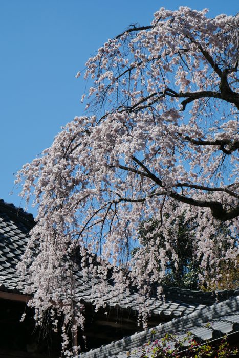 十輪寺の桜