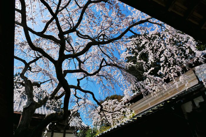 十輪寺の桜