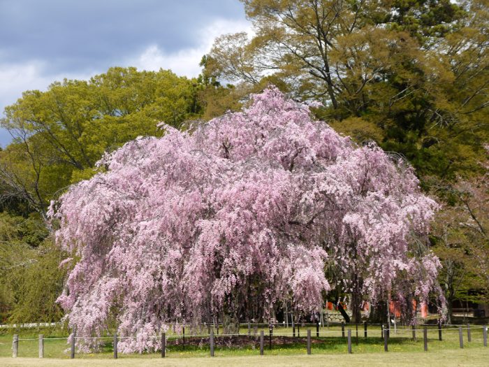 上賀茂神社の桜