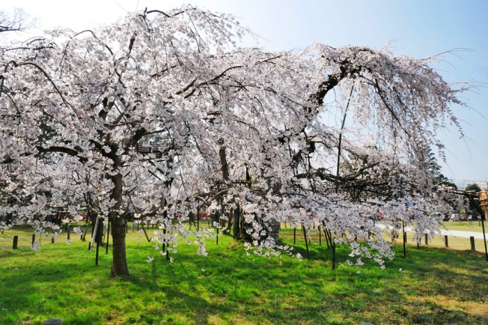 上賀茂神社の桜