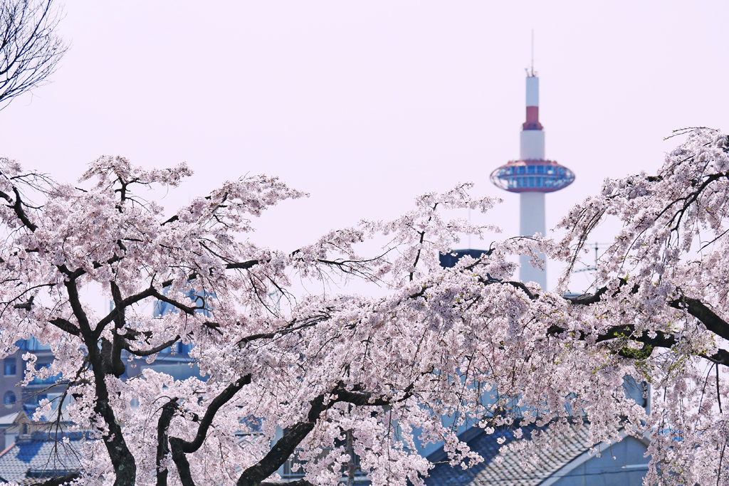 川端通りから見た桜越しの京都タワー