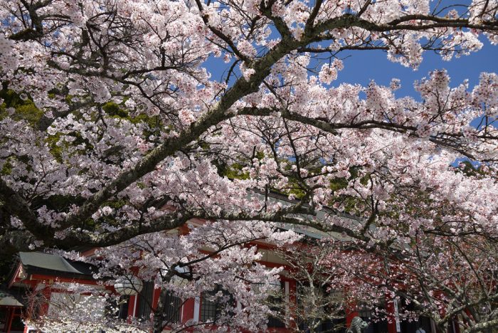 鞍馬寺の桜