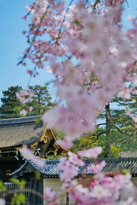 京都御苑の桜