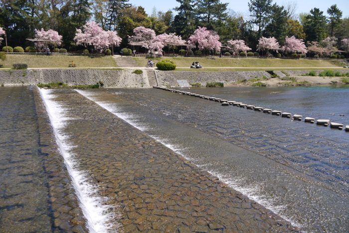 半木の道の桜