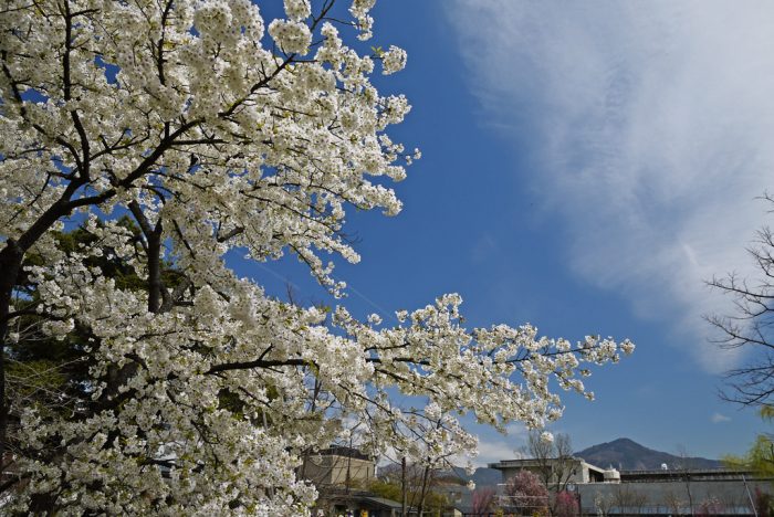 京都府立植物園の桜