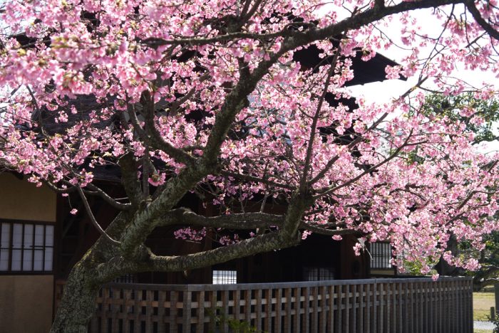 渉成園の桜