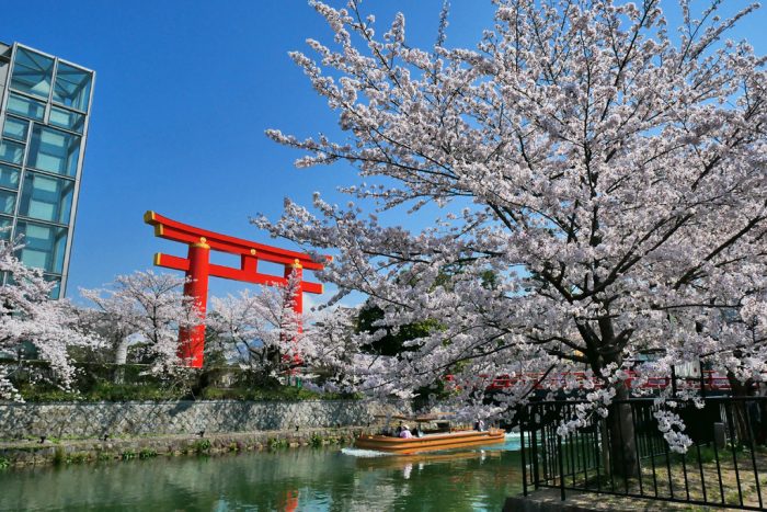 岡崎疏水・平安神宮の紅枝垂桜