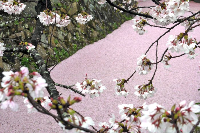 哲学の道の桜