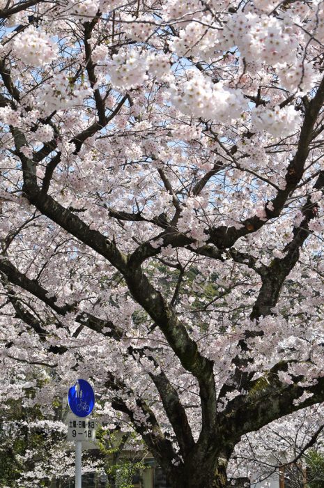 哲学の道の桜