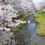 玉川堤の桜