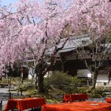 常照寺の桜