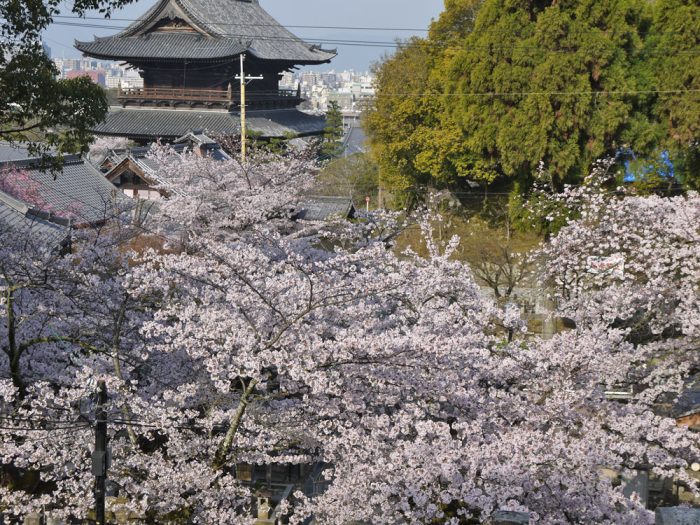 金戒光明寺の桜