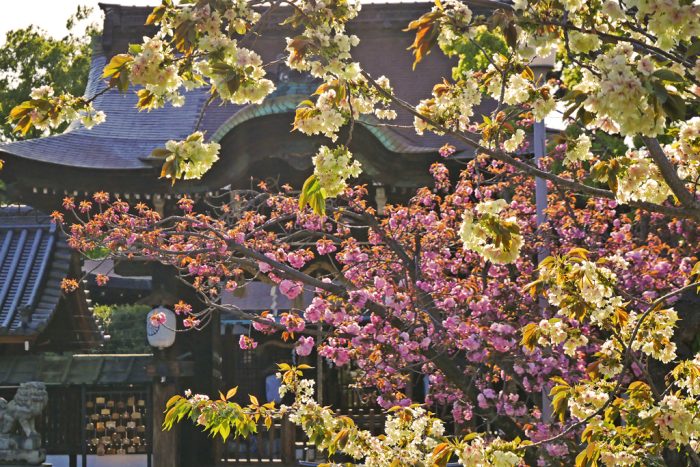 六孫王神社の桜