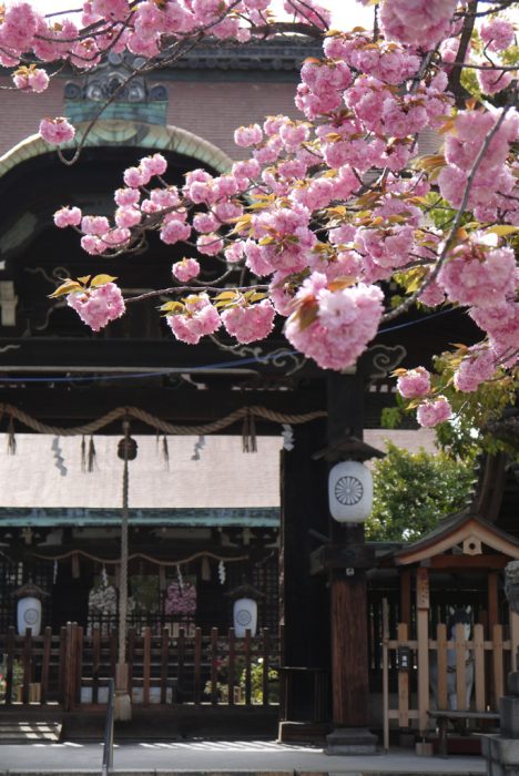 六孫王神社の桜