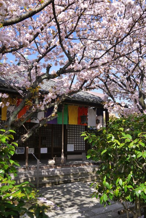 雨宝院の桜