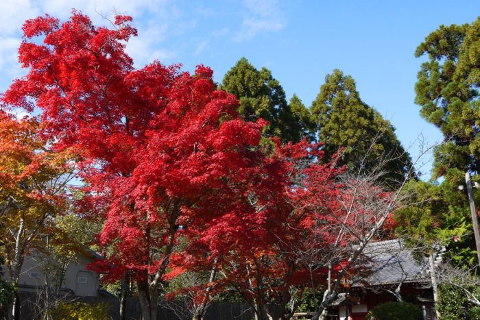 常照寺